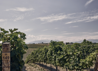 명품을 빚는 정교한 기술, 이탈리아 아브루쪼 마라미에로 와이너리