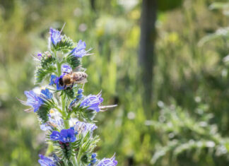 오스트리아 와인, 안심하고 마시다