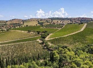 끼안띠 끌라시꼬 그란 셀레지오네의 아버지 Rocca delle Macíe의 오너, 세르지오 징가렐리(Sergio Zingarelli) 를 만나다.