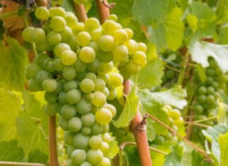 하이트진로와 함께 미리 준비하는 인터내셔널 소비뇽 블랑 데이 완벽가이드