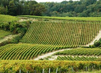 세귀노 보르데의 샤블리 와인