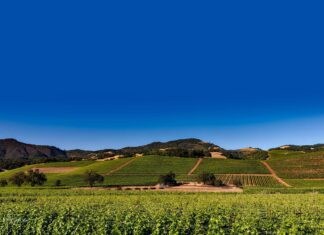 화산재 토양의 와인산지