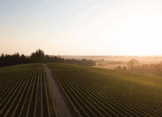 떼라로사와 조리 토양 (Terra Rossa&Jory soil)