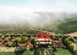 사자의 영혼이 깃든, 다우 빈야드 (Daou Vineyards)