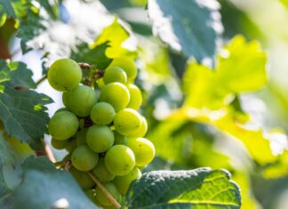 하이트진로와 함께 슈냉 블랑에 풍덩! 여름을 깨우는 매력적인 슈냉 블랑을 만나다. 6월 14일, 드링크 슈냉 데이를 위한 완벽 가이드