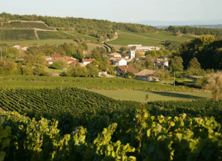 샤도네이의 요람에서 빚어낸 부르고뉴 화이트의 정석(定石) 도멘 데 크레(Domaine des Crêts)
