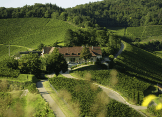 피노 누아의 뉴 노멀을 제시하다. 독일 슈타츠바인굿 프라이부르크(Staatsweingut Freiburg)