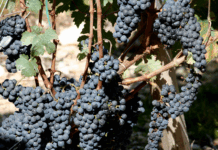 품종을 알면 와인이 보인다. 와인 품종 이야기 1편 – 까베르네 소비뇽과 메를로