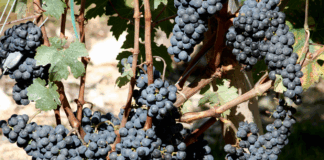 품종을 알면 와인이 보인다. 와인 품종 이야기 1편 – 까베르네 소비뇽과 메를로