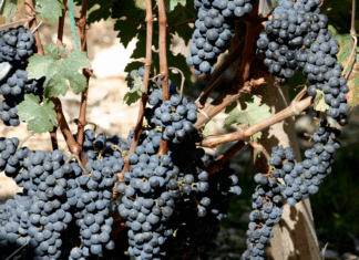 품종을 알면 와인이 보인다. 와인 품종 이야기 1편 – 까베르네 소비뇽과 메를로