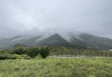100% 산머루로 만든 크라테 와인 수확을 한 달 늦춰 ‘당도-산미’ 잡았다