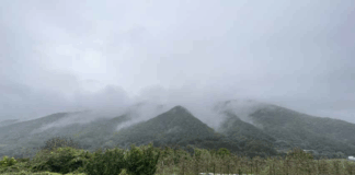 100% 산머루로 만든 크라테 와인 수확을 한 달 늦춰 ‘당도-산미’ 잡았다