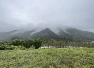 100% 산머루로 만든 크라테 와인 수확을 한 달 늦춰 ‘당도-산미’ 잡았다